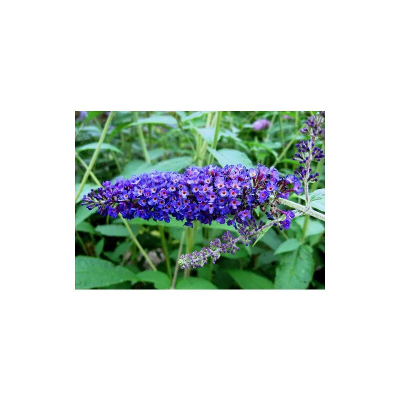 Vivaio Di Castelletto - Buddleia davidii Empire blue 'Albero delle Farfalle' Buddleja pianta in vaso 9 cm