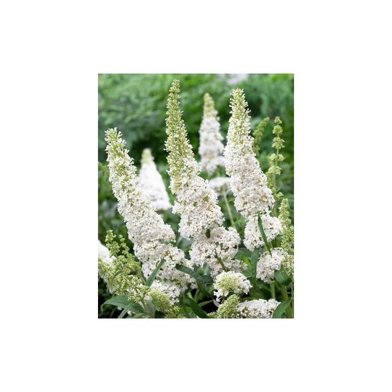 Buddleia davidii Candy Little White' 'Albero delle Farfalle' Buddleja pianta in vaso 11 cm