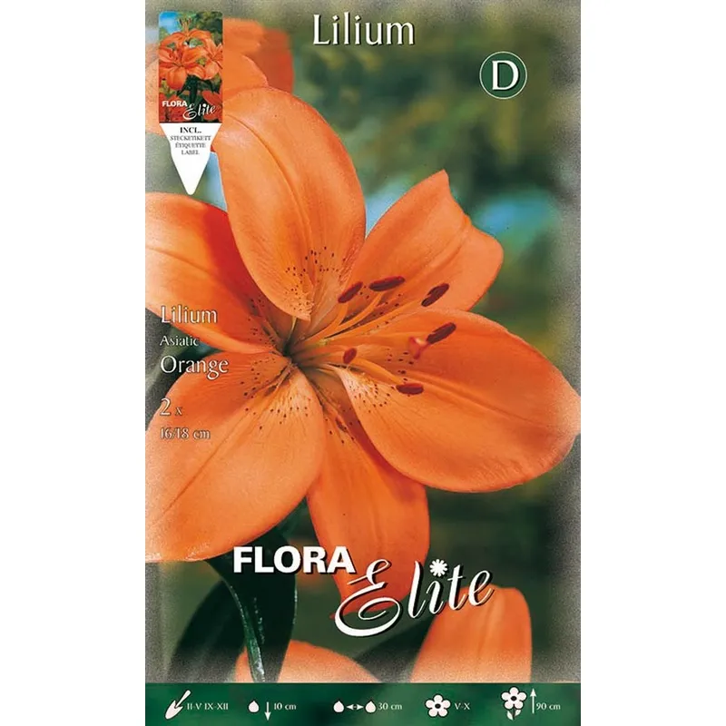  - bulbi autunnali lilium asiatic arancione confezione da 2 bulbi bulbs bulbes