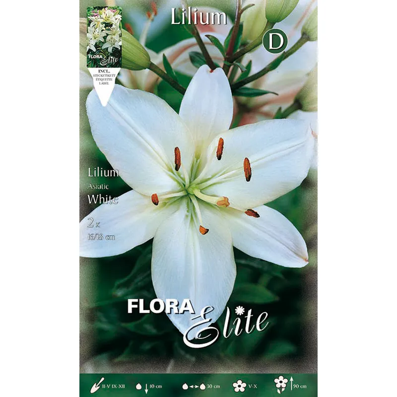 Bulbi primaverili lilium asiatic white confezione da 2 bulbo bulbs