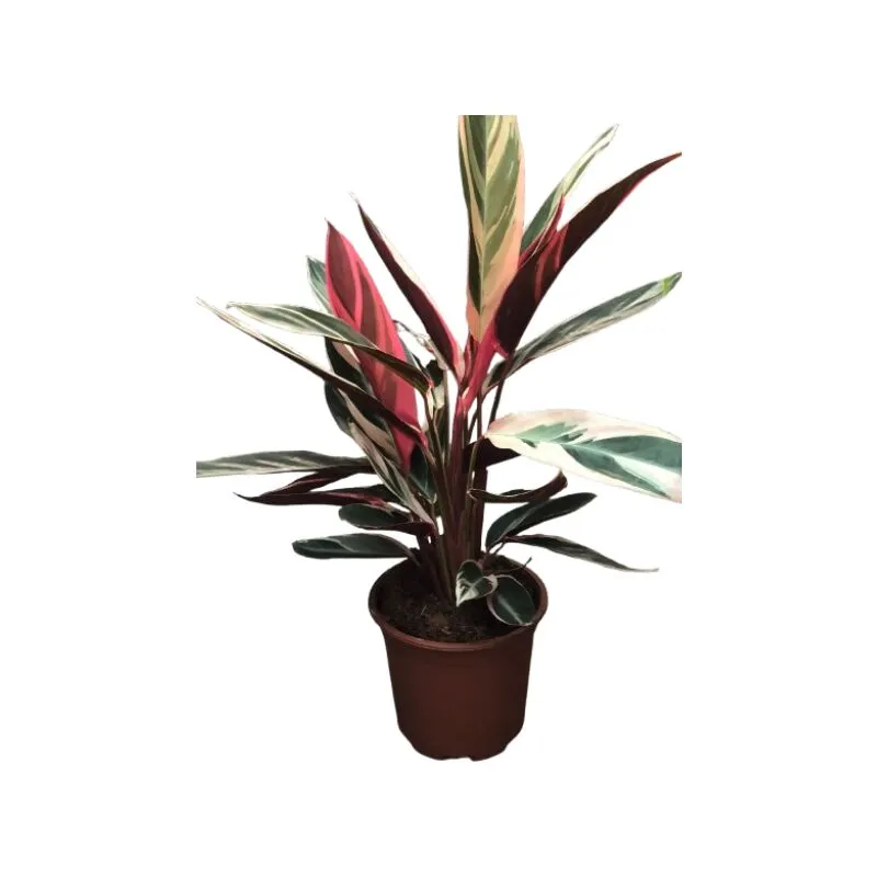 Calathea