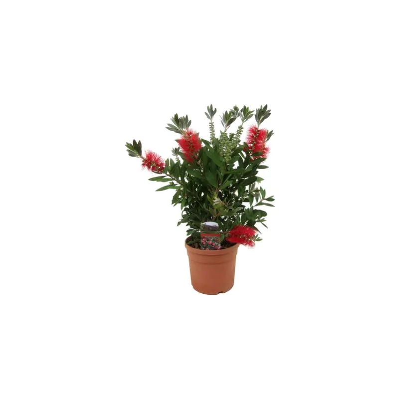 Callistemone 'Callistemon leavis' pianta in vaso 19 cm