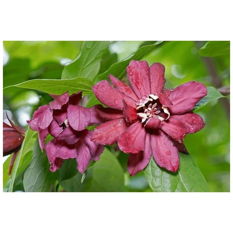 Vivaio Garden Forest - calycanthus x raulstonii 'hartlage wine' foto reali h 150cm calicanto rosso