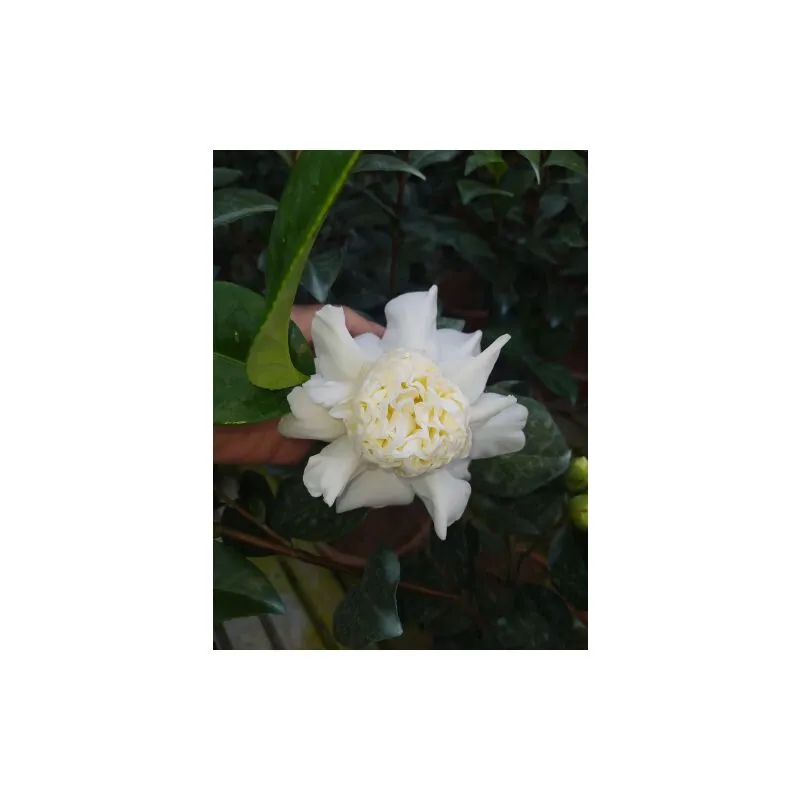 Camelia bianca 'Camellia japonica' pianta in mastello 40 cm h. 170/180 cm