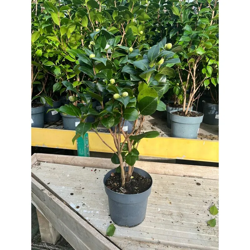 Mediterraneo Garden - Camelia Japonica