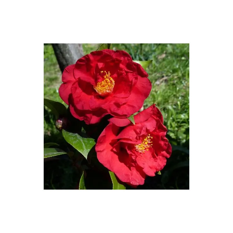 Camelia Japonica 'Dr Burnside' vaso 18cm H90 foto reali