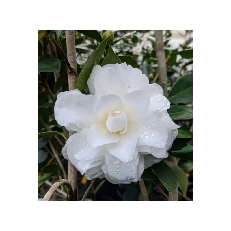 Camelia Japonica 'Purity' vaso 18 cm, H90cm foto reali