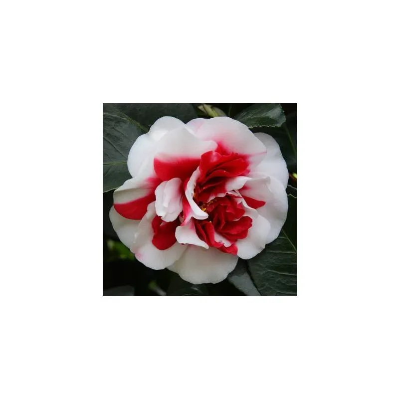 Camellia japonica "General Coletti" vaso 18 cm H90 cm foto reali