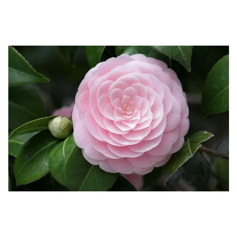 Camellia japonica vaso 18cm foto reali h 80cm