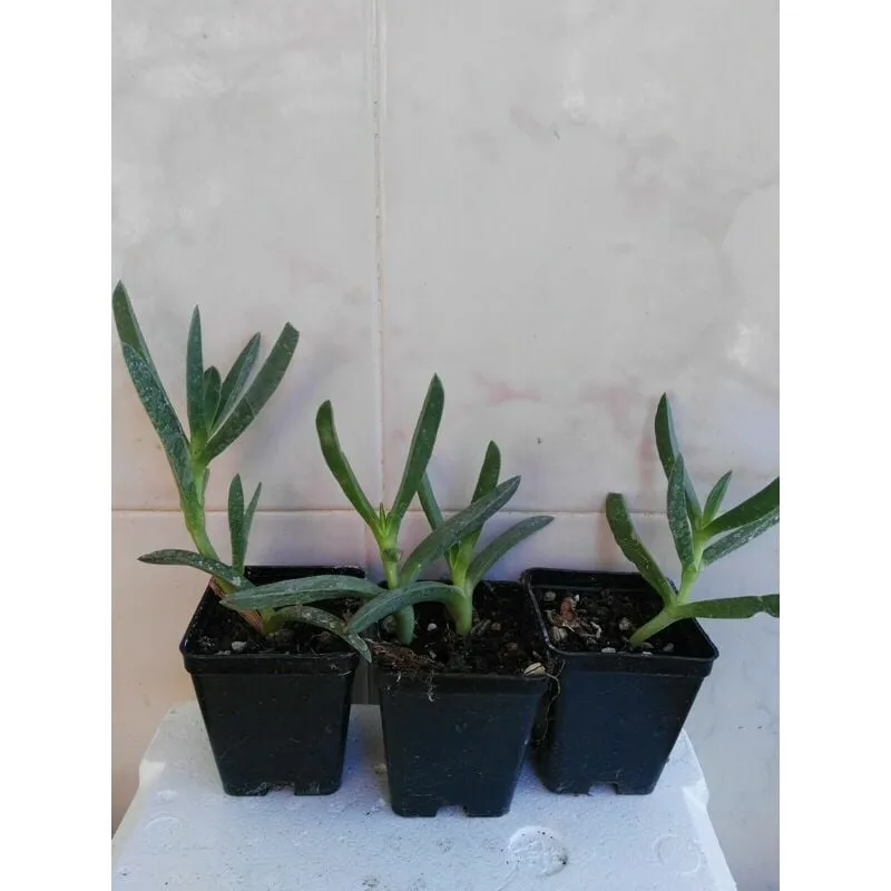 Passione Piante - carpobrotus edulis viola - vaso 7 - Pianta Succulente Fico degli Ottentotti