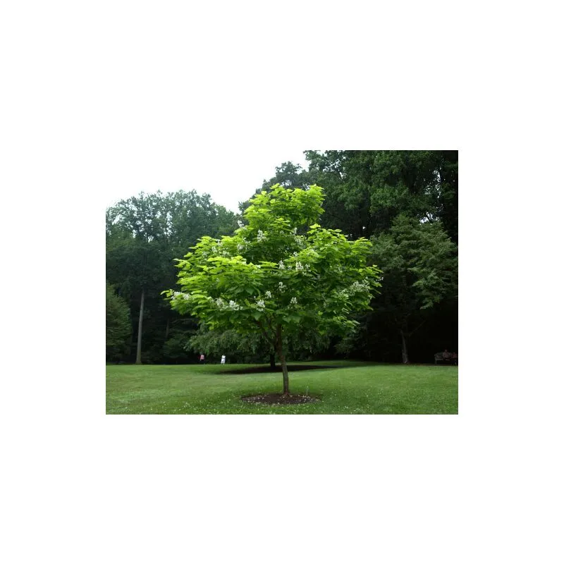 Catalpa bignonioides 'Albero dei sigari' pianta in vaso 19 h. 100/120 cm