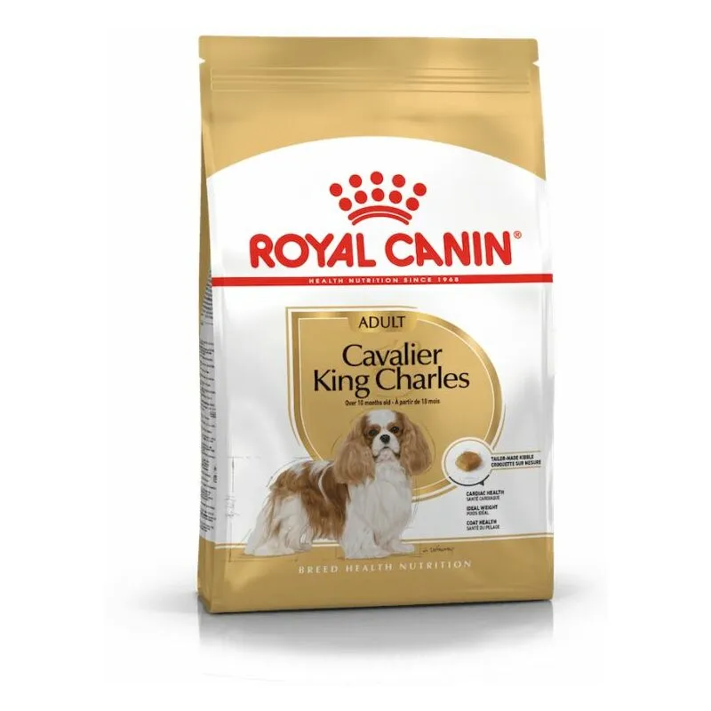  - Cavalier King Charles 1,5 kg