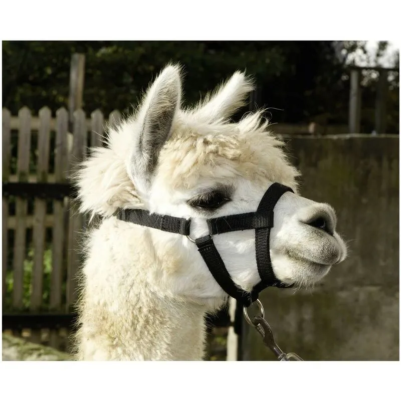  - Cavezza per Alpaca con chiusa a scatto