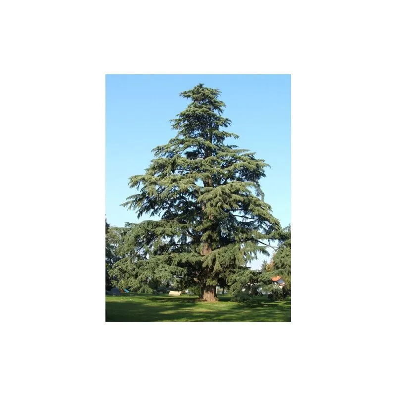 Vivaio Di Castelletto - Cedro dell'Himalaya 'Cedrus deodara' pianta in vaso 11 cm h. 70/90 cm