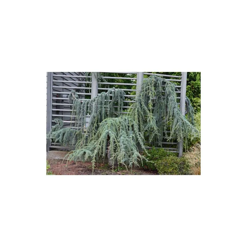 Cedro dell'Atlante piangente "Cedrus atlantica glauca pendula" pianta in vaso 36 cm h. 140/160 cm