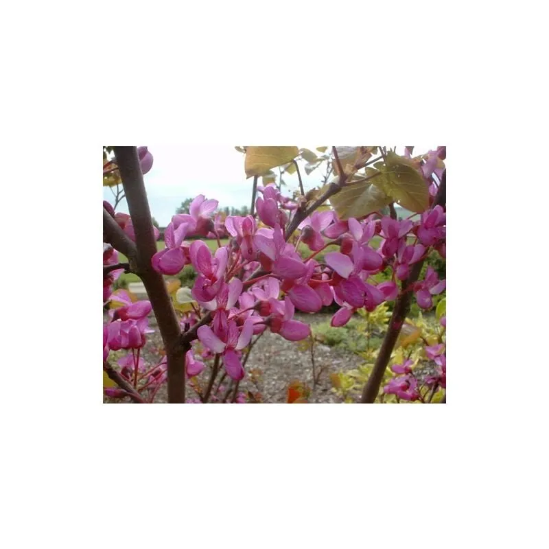 Vivaio Di Castelletto - Cercis siliquastrum 'Albero di Giuda' pianta in vaso 9 cm