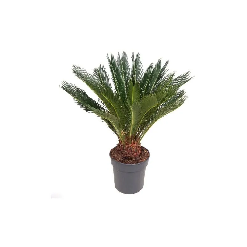Cicas "Cycas revoluta" palma pianta in vaso 25 cm