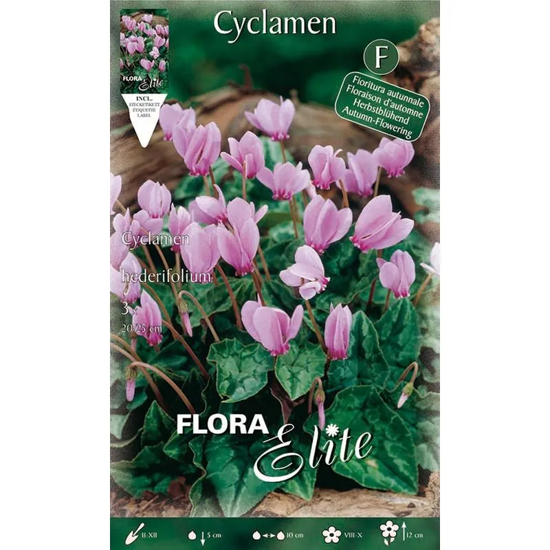  - ciclamino cyclamen hederifolium confezione da 3 bulbi bulbs bulbes