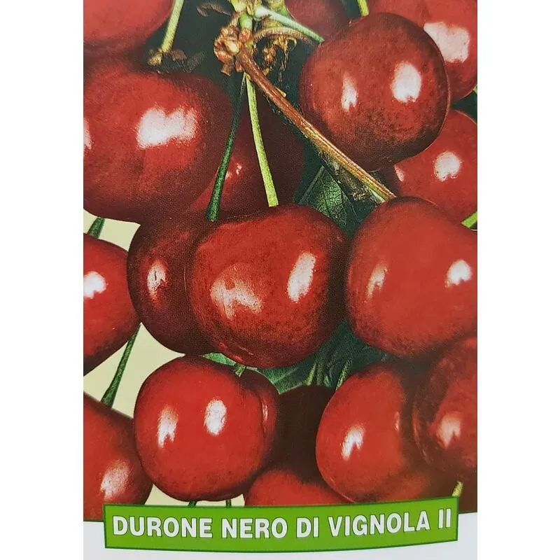 Mediterraneo Garden - Ciliegia Durone nero di Vignola ii - pianta di 3 anni