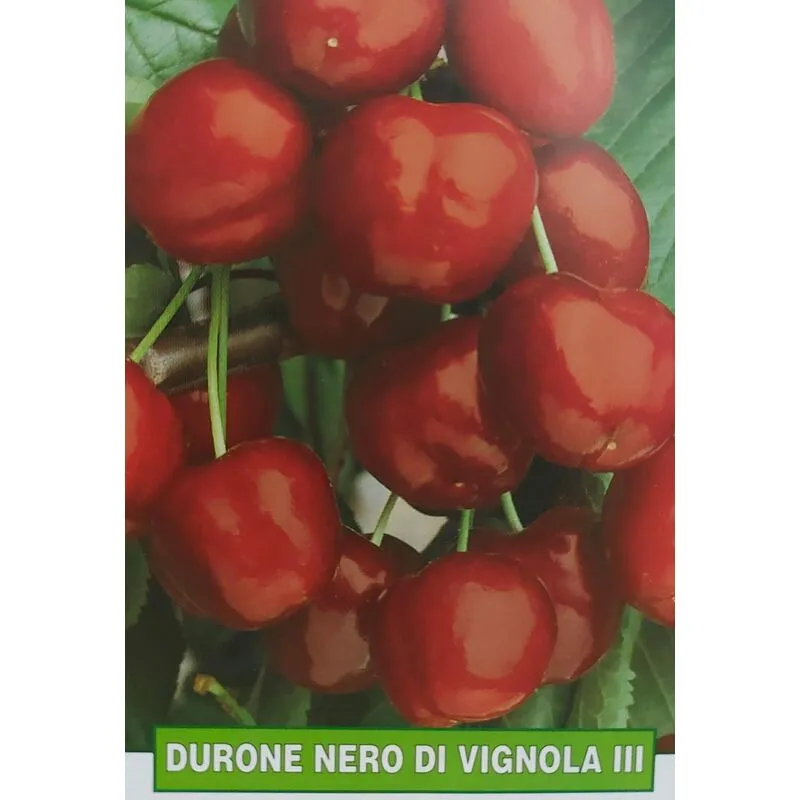 Mediterraneo Garden - Ciliegia Durone nero di Vignola iii - pianta di 3 anni