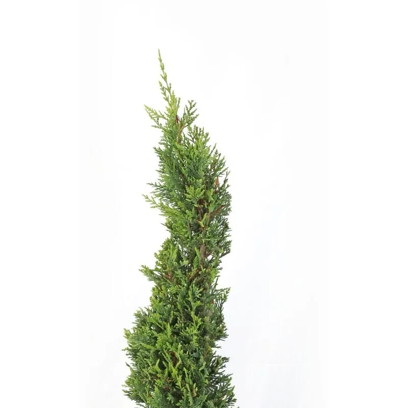 Kentis - Cipresso a Spirale - Cupressocyparis Leylandii - h 140-160 cm Vaso ø 30 cm