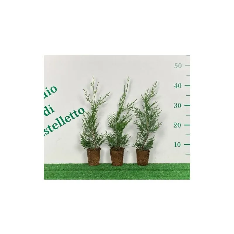 Cipresso di Leyland 'Cupressocyparis leylandii' 24 piante in vaso biodegradabile 8 cm