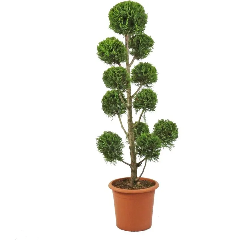 Kentis - Cipresso Pompon - Cupressocyparis Leylandii Castlewellan Gold - h 140-160 cm Vaso ø 30 cm