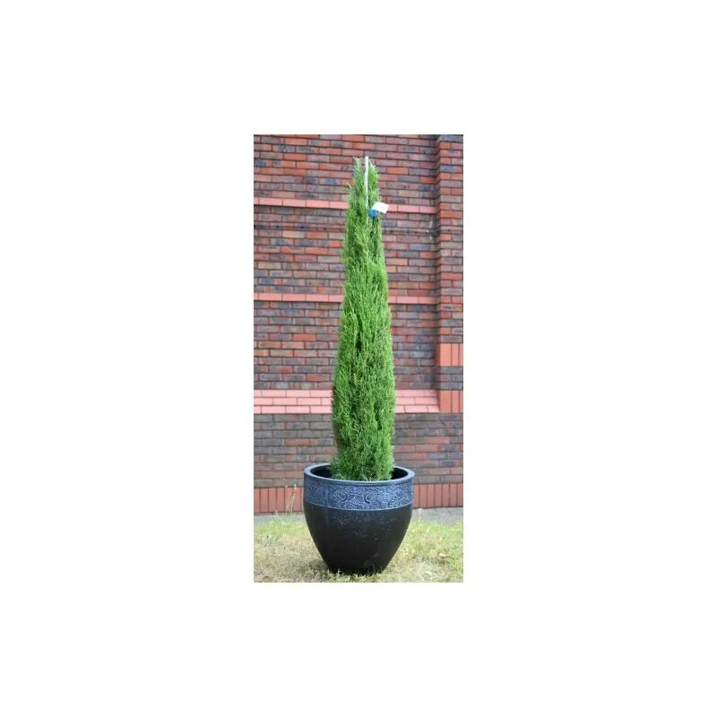 Cipresso toscano 'Cupressus sempervirens Totem' pianta in vaso 30 cm h. 150/175 cm