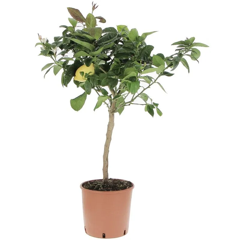 Pianta di Limone Citrus Limon - h 70-80 cm Vaso da Coltura ø 20 cm