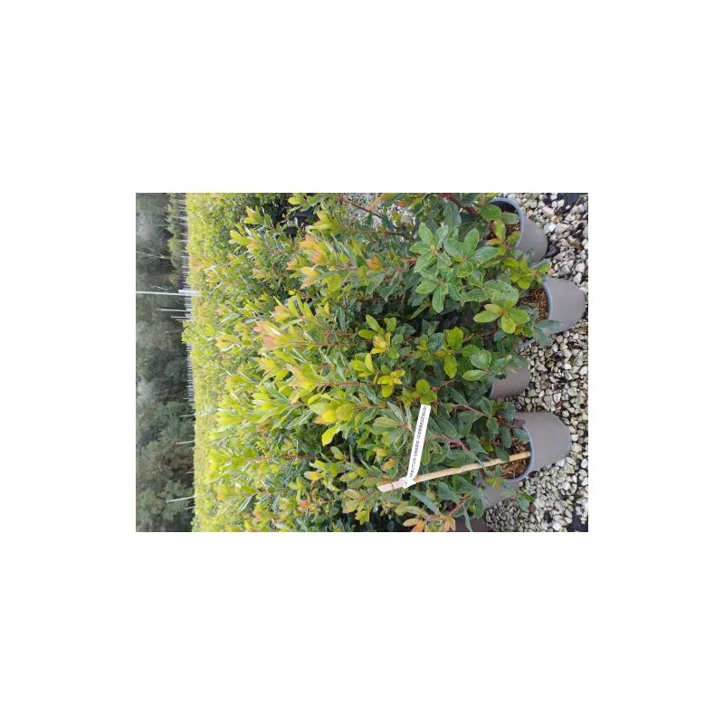 Vivaio Di Castelletto - Corbezzolo 'Arbutus unedo' strawberry tree pianta da frutta in vaso 17 cm