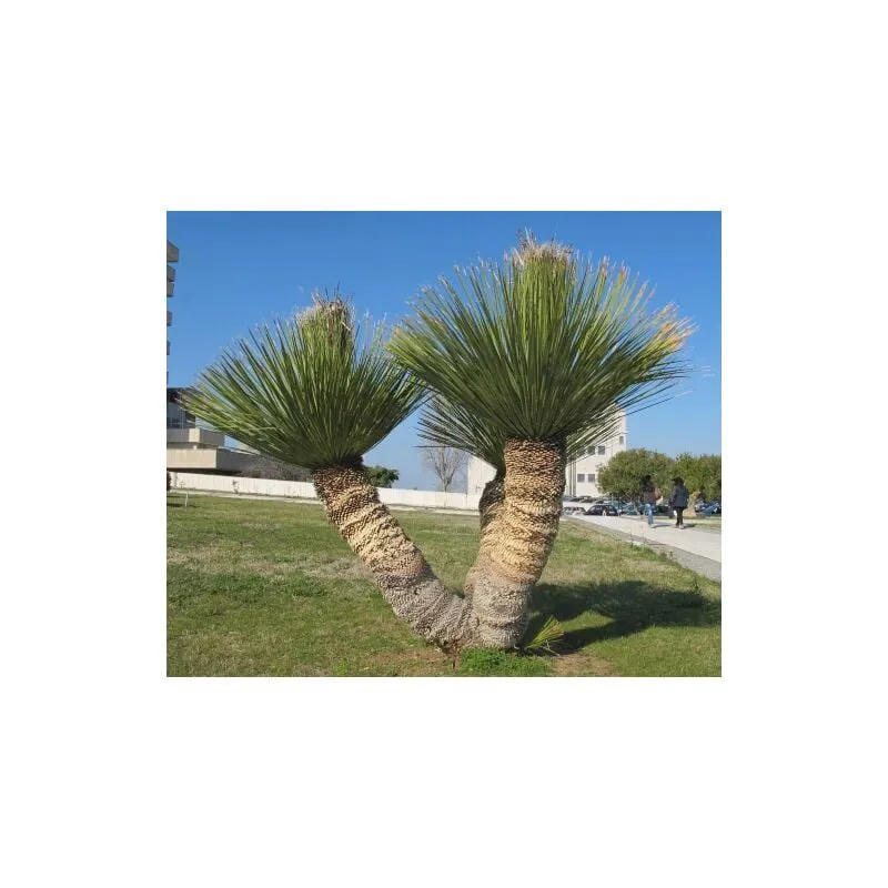 Dasylirion serratifolium palma pianta in vaso 40 cm h. 80/100 cm
