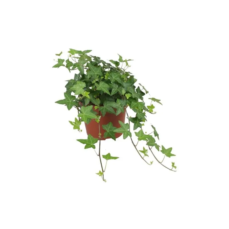 Vivaio Di Castelletto - Edera comune 'Hedera Hibernica' 3 piante rampicanti in vaso 9 cm