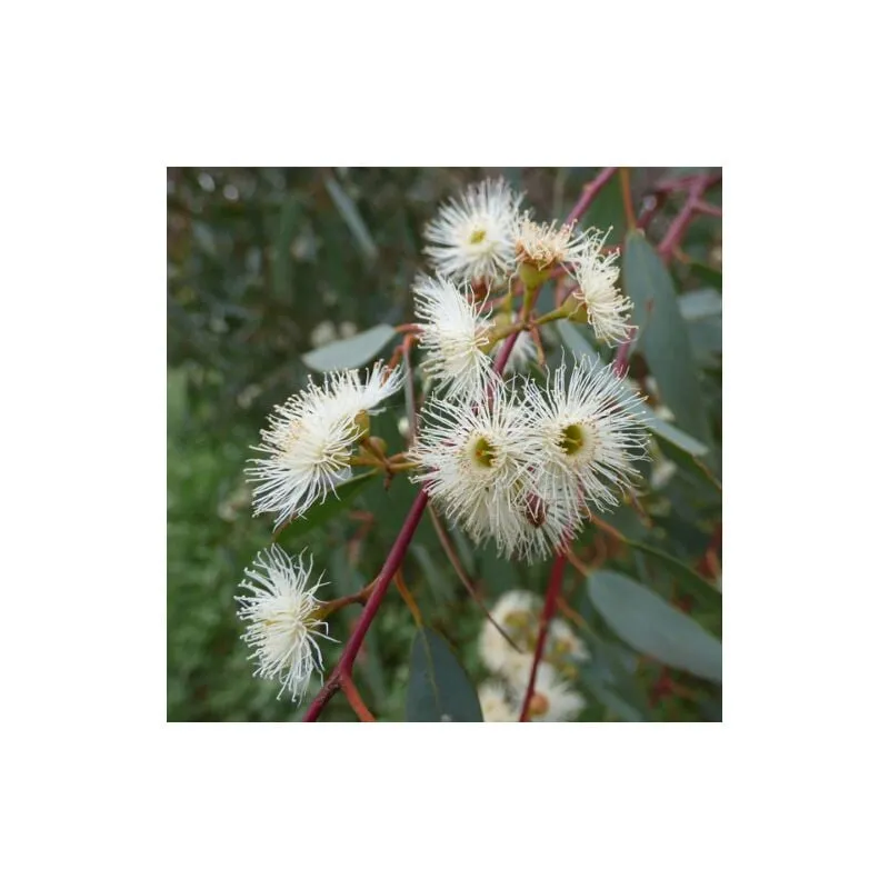 Eucalipto rosso 'Eucalyptus camaldulensis' 3 piante in vaso 9 cm h. 35/45 cm