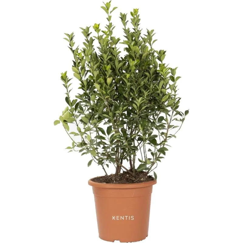 Euonymus Japonicus - Evonimo Giapponese - Piante da Siepe da Esterni - Piante Vere Resistenti da Giardino - h 60-80 cm Pot ø 24 cm