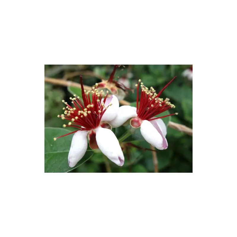 Feijoa 'Acca sellowiana' Guayabo del Brasile 3 piante in vaso biodegradabile 8 cm