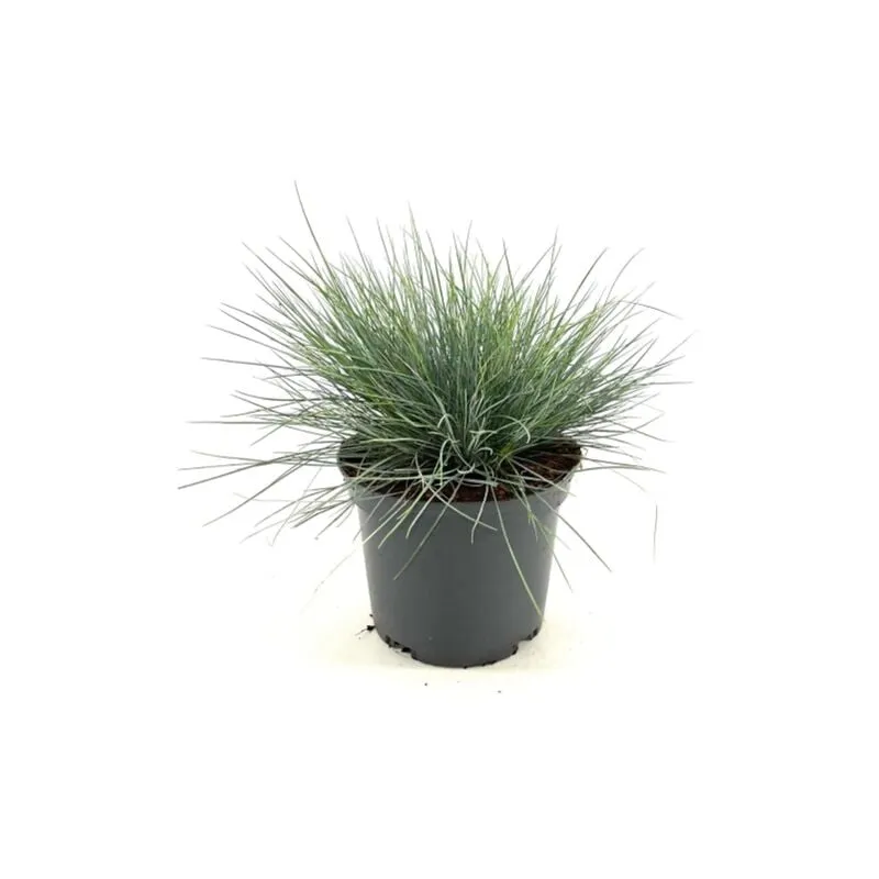 Festuca blu 'Festuca glauca Elijah Blue' graminacee ornamentali pianta in vaso 14 cm