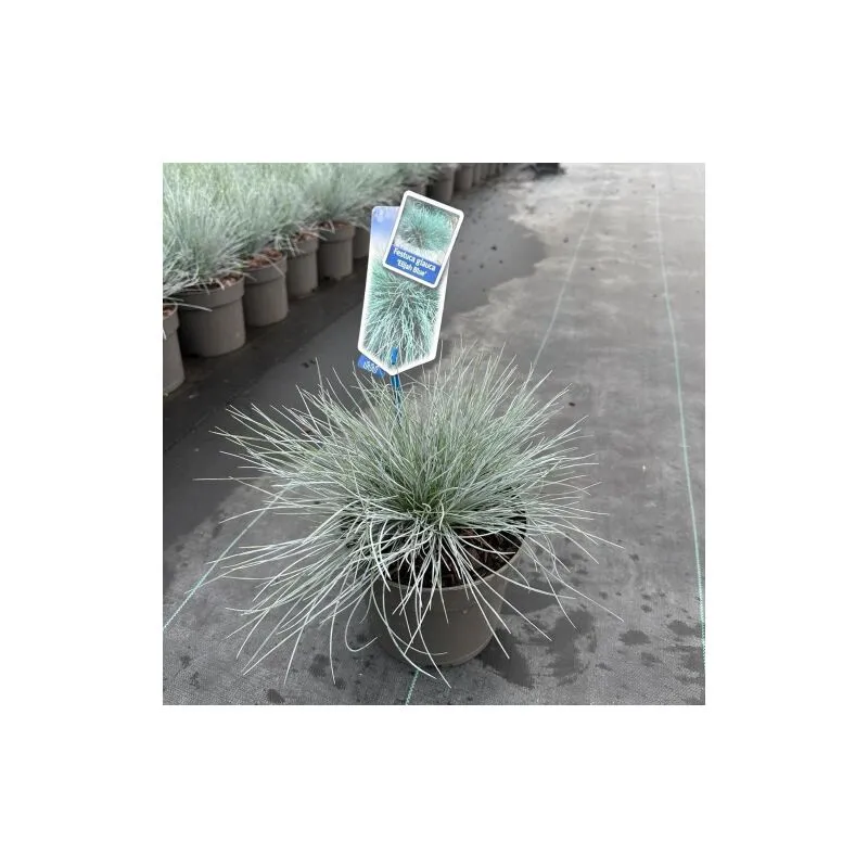 Vivaio Di Castelletto - Festuca blu 'Festuca glauca Elijah Blue' graminacee ornamentali pianta in vaso 18 cm