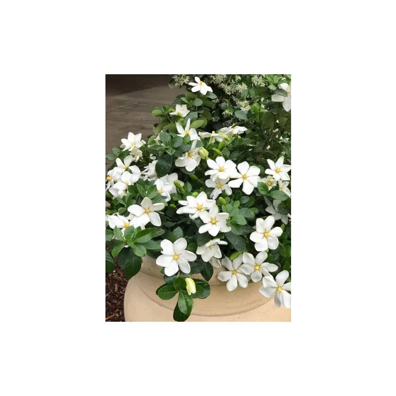 Gardenia jasminoides 'Kleim's Hardy' pianta in vaso 17 cm