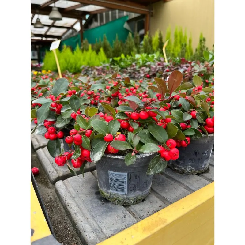 Gaultheria big berry