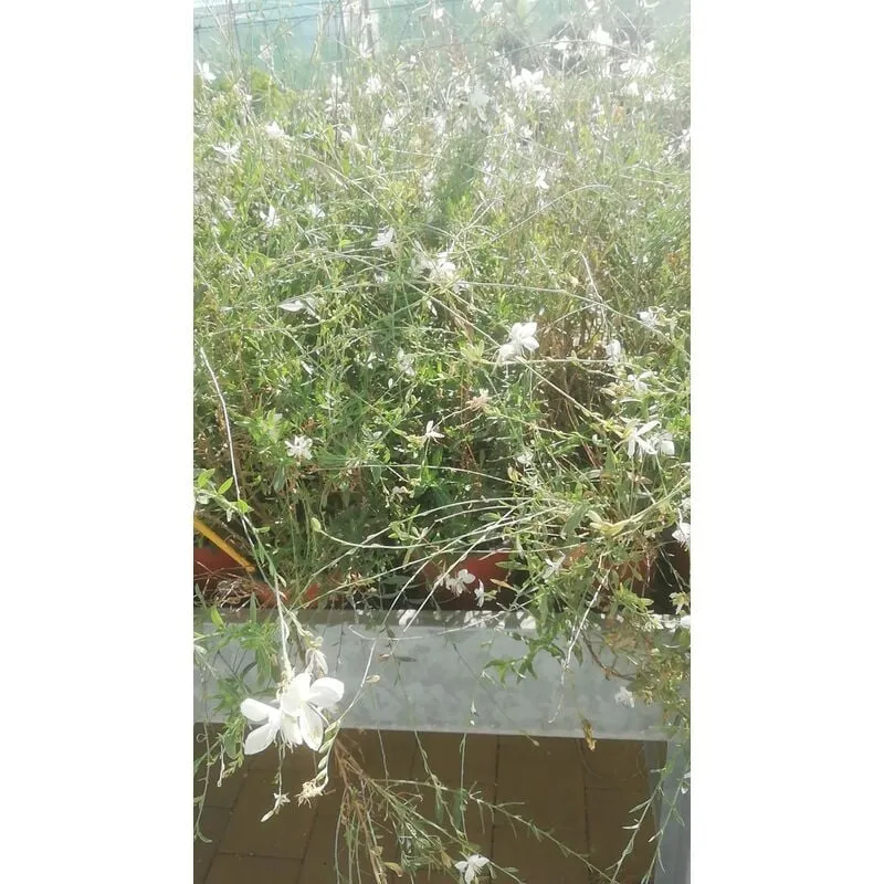 Gaura Lindheimeri Alba 16