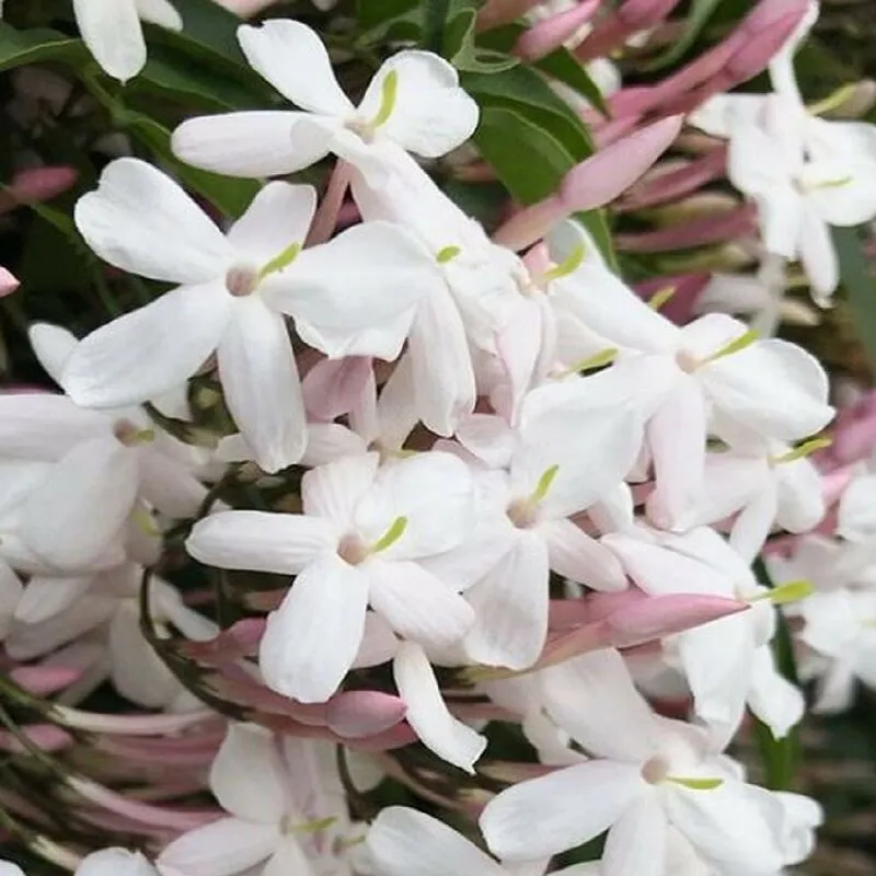 Amdgarden - Pianta di gelsomino polianta polianthum officinale Polianta profumato vaso 18 cm