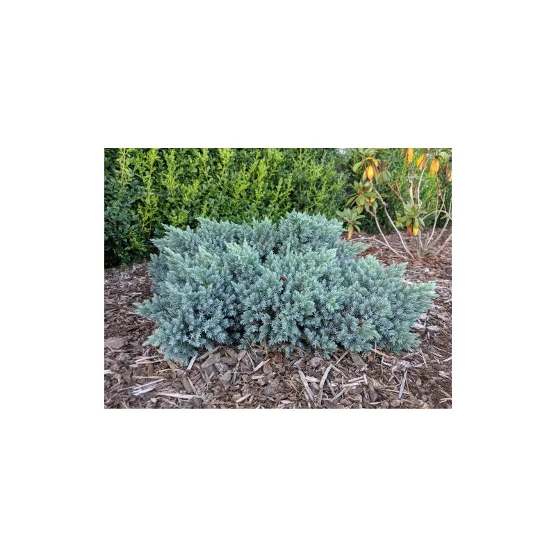 Vivaio Di Castelletto - Ginepro squamoso 'Juniperus squamata Blue Star' pianta in vaso 11 cm