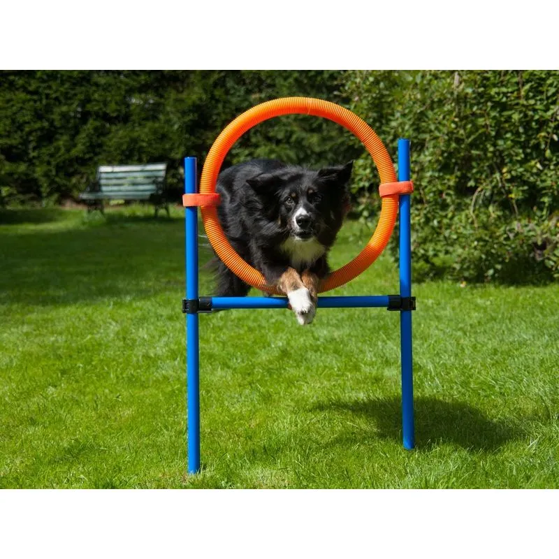 AZ - Gioco agility cane anello