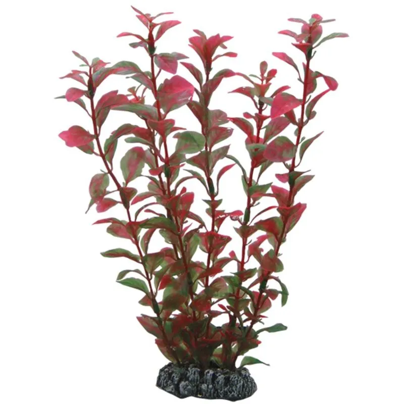 Hobby - Ludwigia, 25 cm