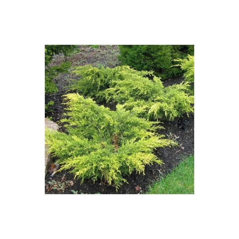 Vivaio Di Castelletto - Ginepro tappezzante 'Juniperus x pfitzeriana Old Gold' pianta in vaso 14 cm