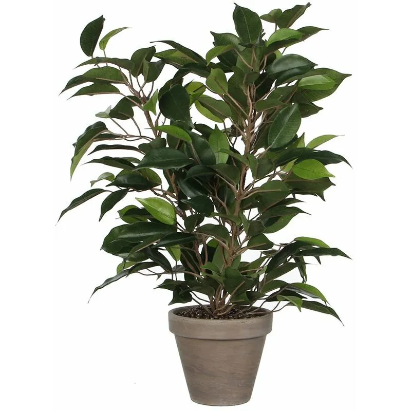 Ficus natasja con pentola d11.5cm - 40x30cm