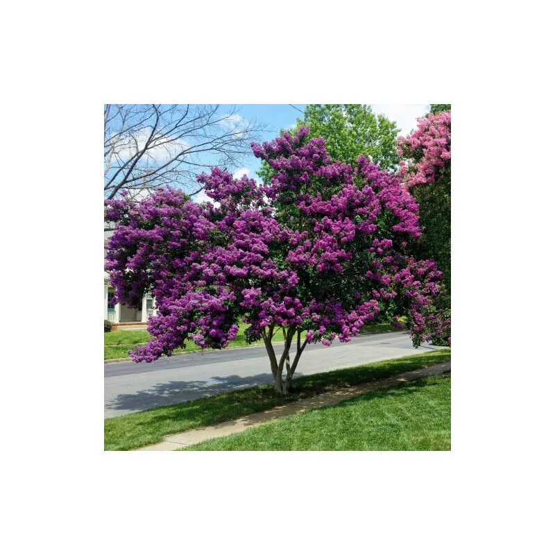 Lagerstroemia indica Viola 'Powhatan' pianta in vaso 7x7 cm