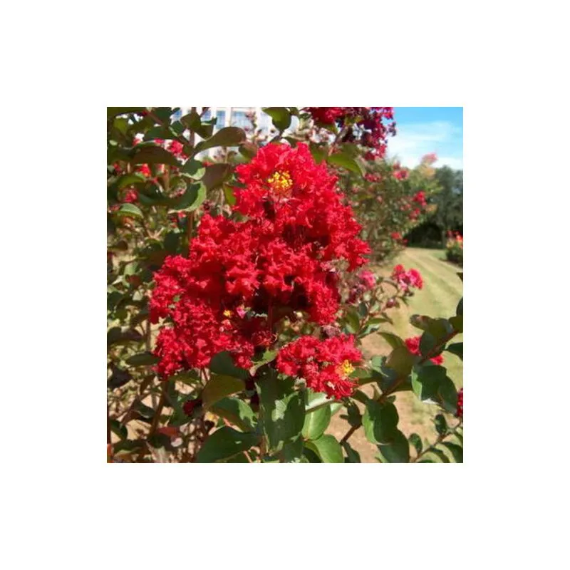 Lagerstroemia indica pianta ad alberello in vaso 26 cm h 150 cm circa colori misti