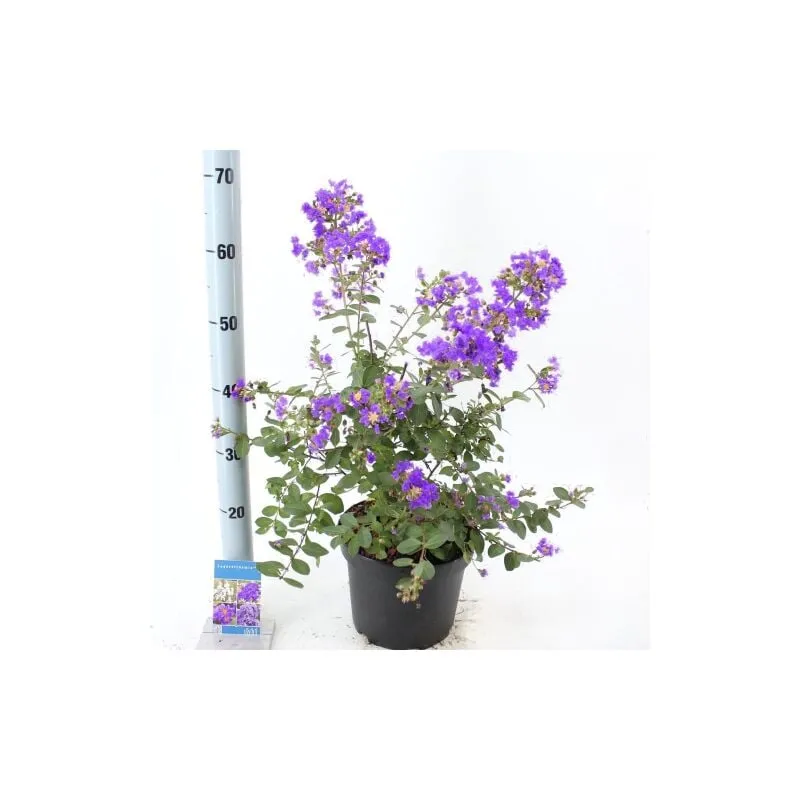 Vivaio Di Castelletto - Lagerstroemia indica Viola 'Powhatan' pianta in vaso 19 cm