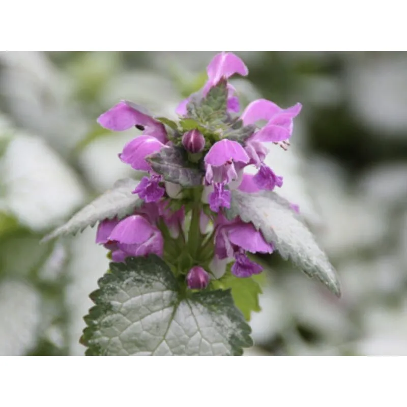 Lamium Maculatum v17